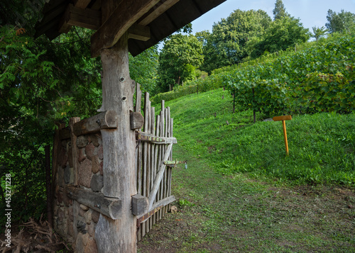 View to grape garden. photo