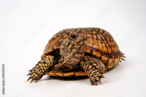 Common box turtle // Carolina-Dosenschildkröte (Terrapene carolina carolina)