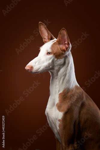 dog on a red background in the studio. portrait spanish greyhound, podenko ibitsenko © annaav