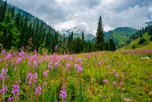 meadow with wildflowers in the mountains © Александр Ульман