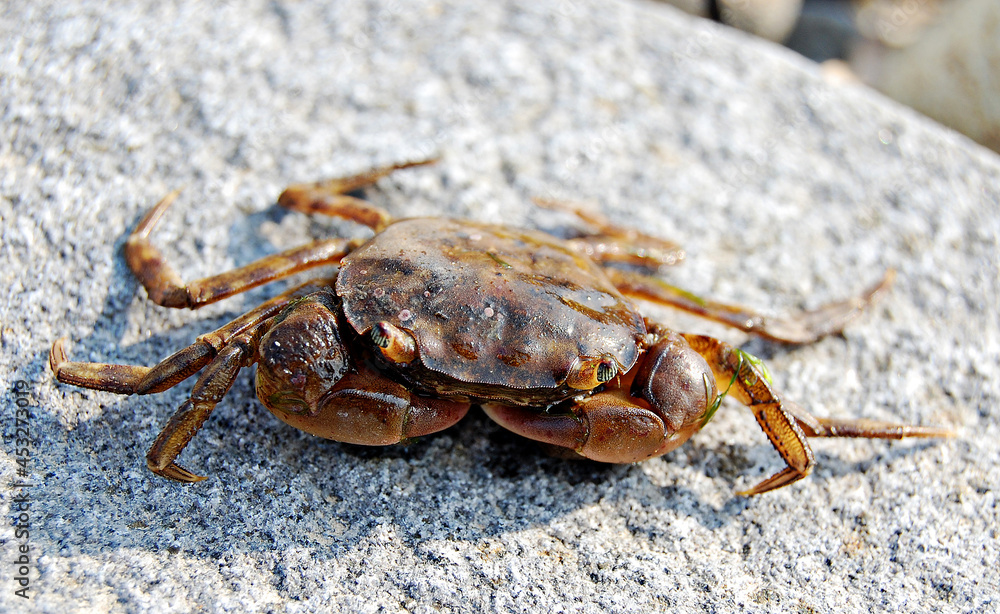 Little Crab, stone, sea, Russia, Vladivostok Little Crab, stone, sea, Russia, Vladivostok
