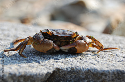 Little Crab, stone, sea, Russia, Vladivostok © Игорь Балика