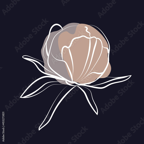 Fotografija Elegant outline sketching of peony's flowers, vector illustration
