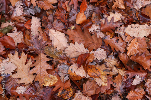 Fallen oak leaves © siloto