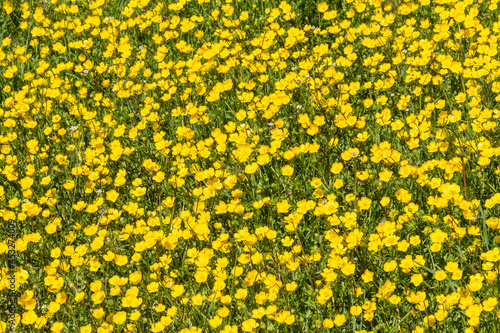 Yellow flower meadow