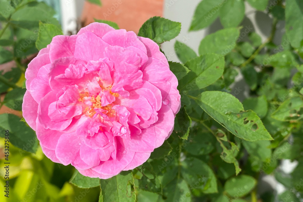 Pink rose in the green garden. For Valentines Day. Pink rose in the green garden. For Valentines Day.