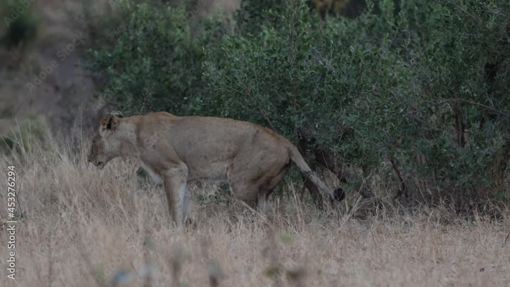 Lioness scent marking her territory Lioness scent marking her territory