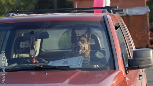 A funny shepherd dog is sitting behind the wheel in a car.