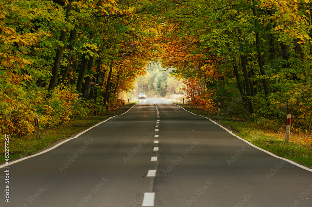 Asfaltowa droga w jesiennym lesie. Rosnące po obu stronach drogi drzewa przechylone są w jej stroną tworząc malowniczy tunel. Pomiędzy drzewami przebijają się promienie słoneczne. - obrazy, fototapety, plakaty 