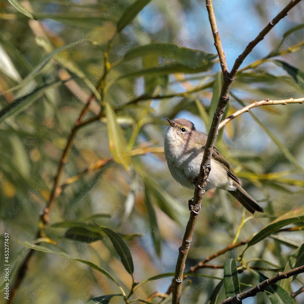 A small beautiful bird sits in the willow bushes. Phylloscopus collybita. Bird watching A small beautiful bird sits in the willow bushes. Phylloscopus collybita. Bird watching