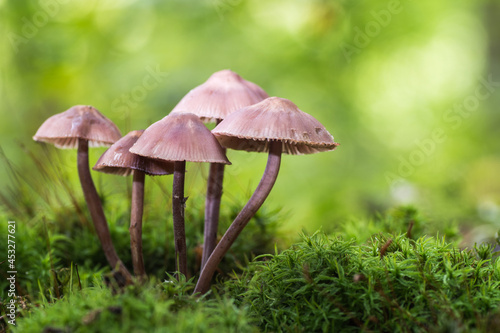 Forest mushrooms (Mycena haematopus), known as the bleeding fairy helmet, the burgundydrop bonnet, or the bleeding Mycena, is a species of fungus in the family Mycenaceae, growing in moss. 
 photo