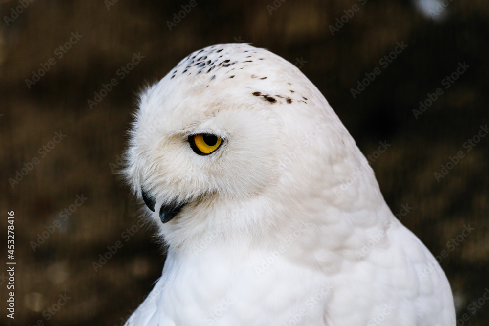 Obraz premium beautiful white owl with yellow eyes and beak
