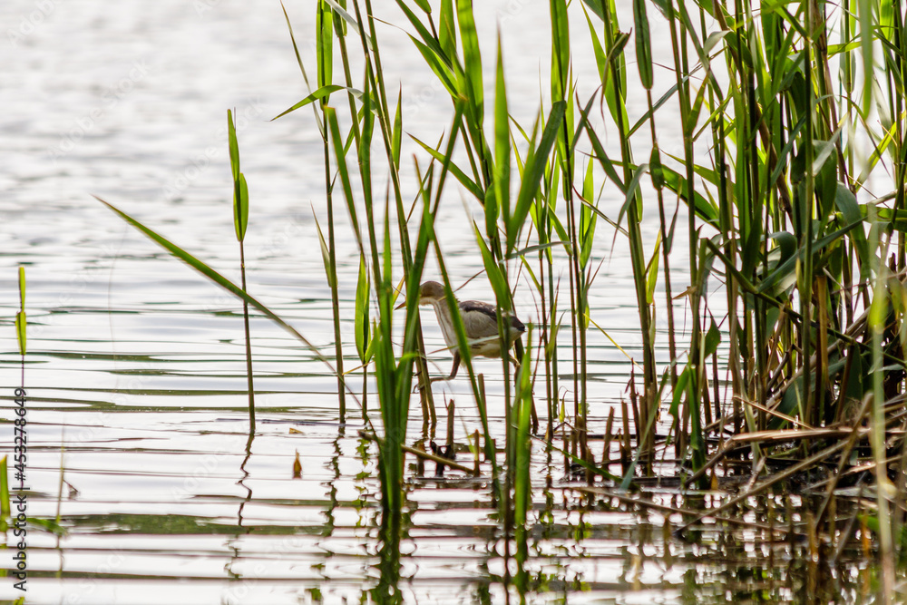 beautiful bird kulik - sparrow in reeds
