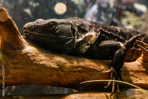 Beautiful Black Mexican dragon  iguana Wigmann  Stenosura pectinate sitting on a branch