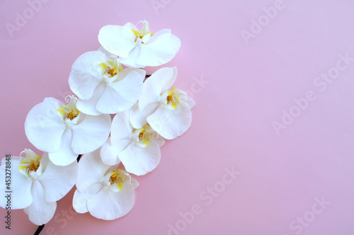White orchid on pink backgound  branch of beautiful fresh flowers