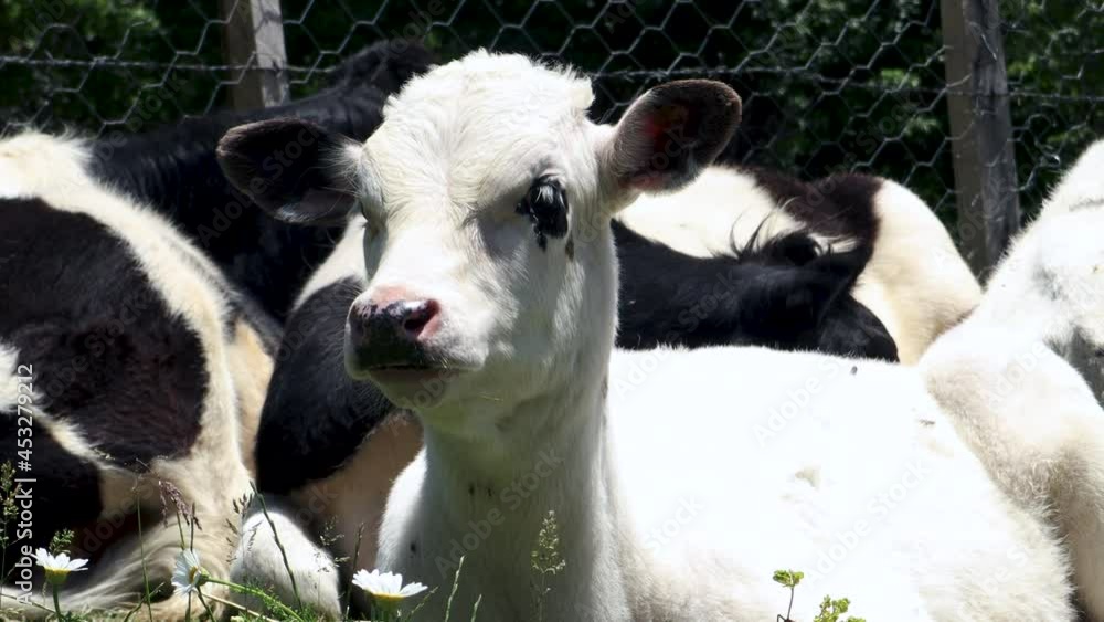 Amazing milk cows. Cows, milk concepts Amazing milk cows. Cows, milk concepts