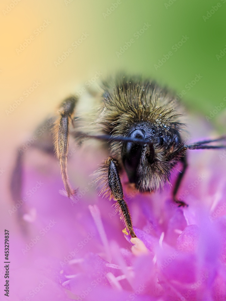 bee on a flower bee on a flower