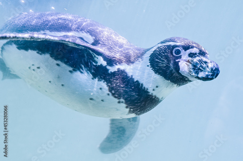 blue sea penguin swimming