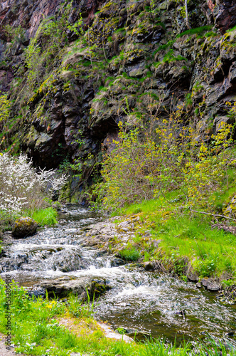 stream in the forest