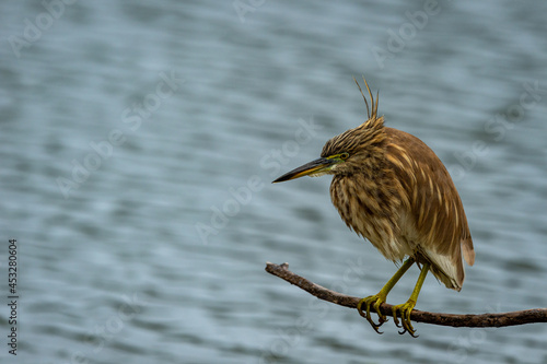 Indian Pond Heron or Ardeola grayii portrait stalk on prey from perched at edge of blue water body at keoladeo national park or bharatpur bird sanctuary rajasthan india photo