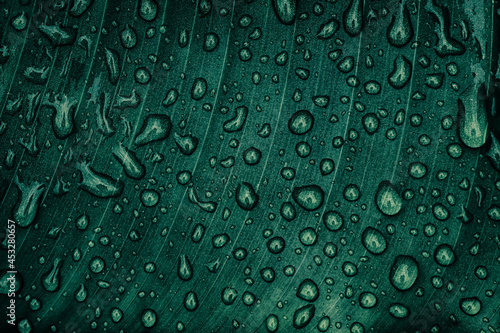 water drops on palm leaf surface