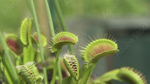 CLOSE UP, DOF: Trap leaf of a carnivorous Dionaea muscipula plant closes in on a small unsuspecting insect. Close up shot of a tropical venus flytrap devouring a grey bug. Insect gets eaten by flower. photo