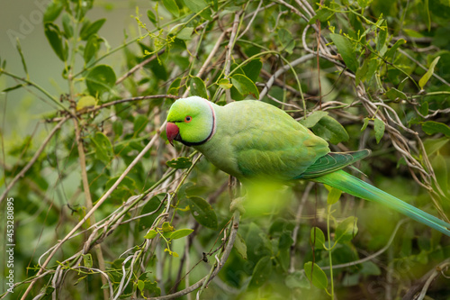 Rose ringed parakeet or ring necked parakeet a parrot portrait from keoladeo national park or bharatpur bird sanctuary rajasthan india - Psittacula krameri