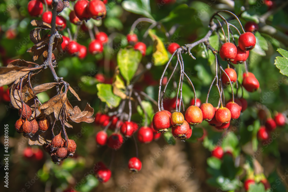 Hawthorn red berries detail