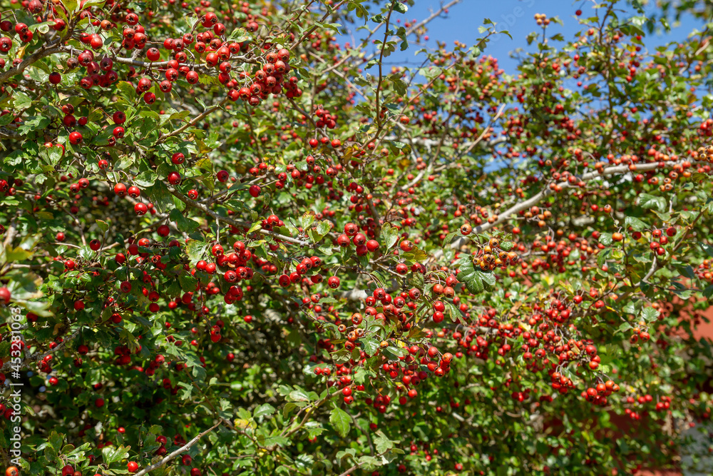 Hawthorn laden of red berries