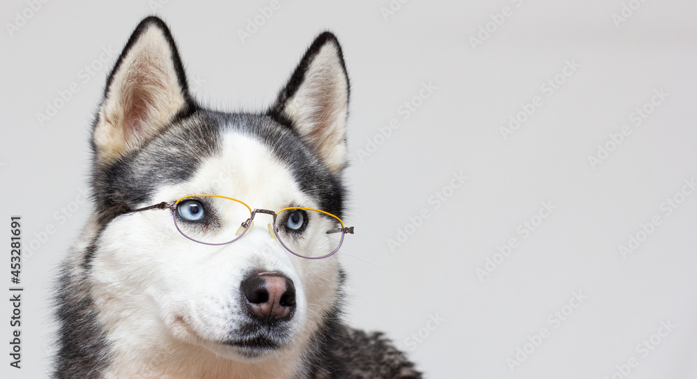 Siberian husky portrait in glasses on a grey background