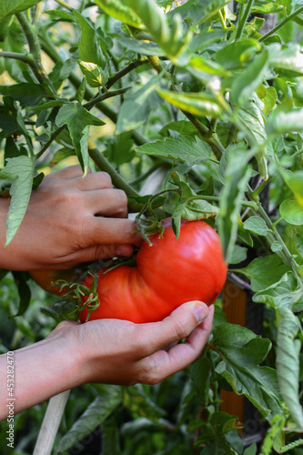 On a hot sunny day, the tanned hands of a farm worker pluck a palm-sized ripe red tomato from a green bush, holding it with one hand and ripping it off with the other.