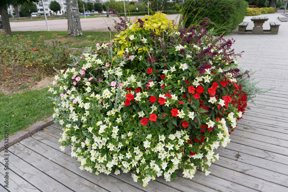 flowers in the park