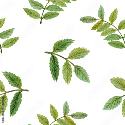 watercolor rowan seamless pattern with green leaves on white background