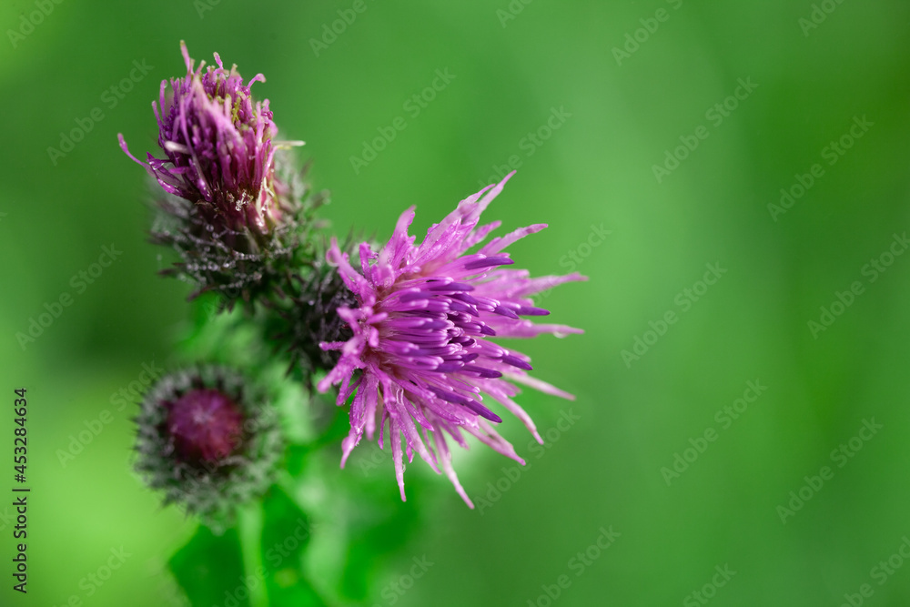Bees Pollinating Thistle flowers in Summertime macro Bees Pollinating Thistle flowers in Summertime macro