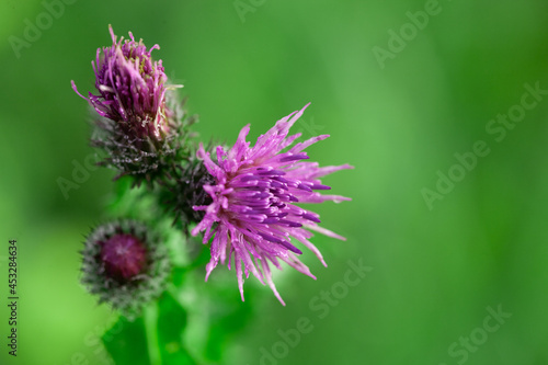 Bees Pollinating Thistle flowers in Summertime macro