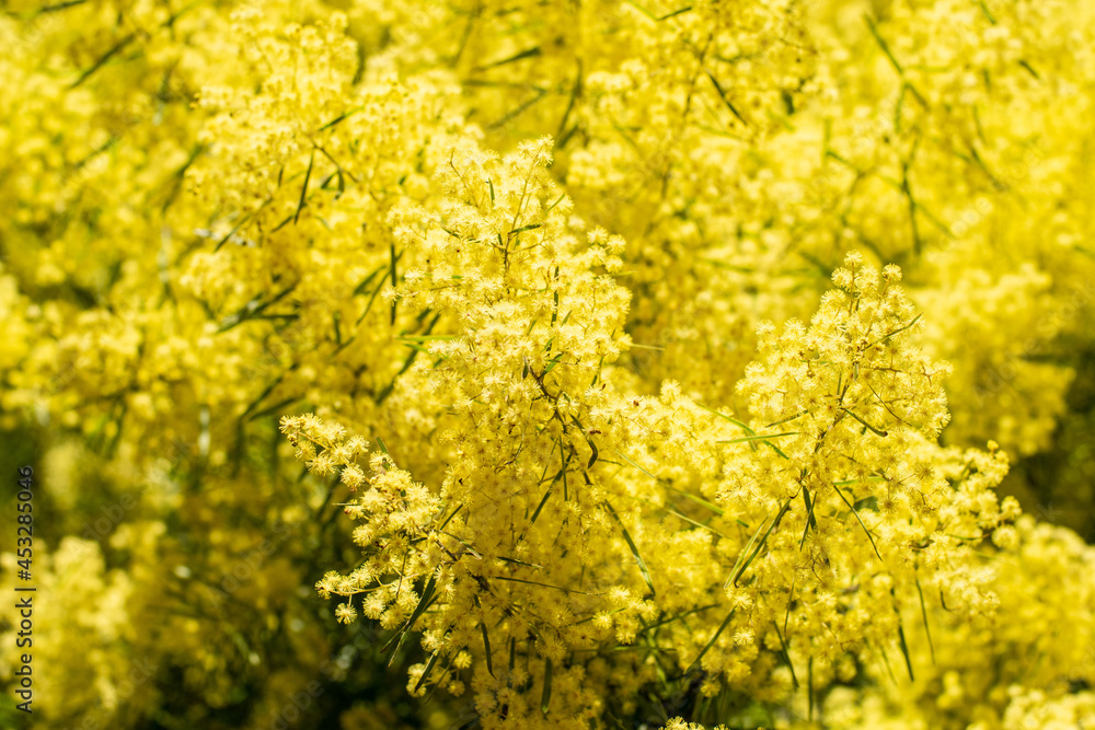 Wattle mimosa flowers in a full bloom in spring garden. 8th March Women's Day Wattle mimosa flowers in a full bloom in spring garden. 8th March Women's Day