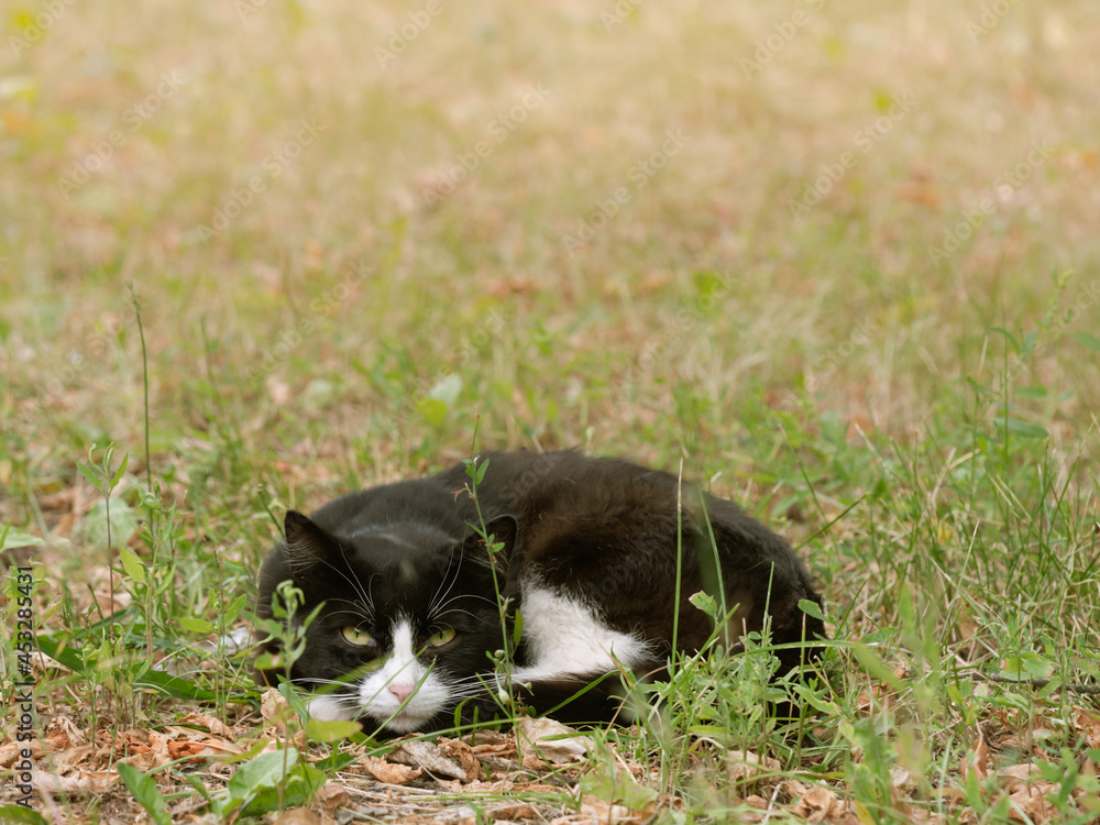 Cute black and white cat in the grass. The cat has green eyes.