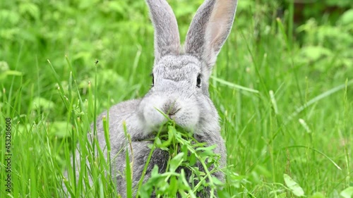 Gray rabbit eating grass, on a green lawn 