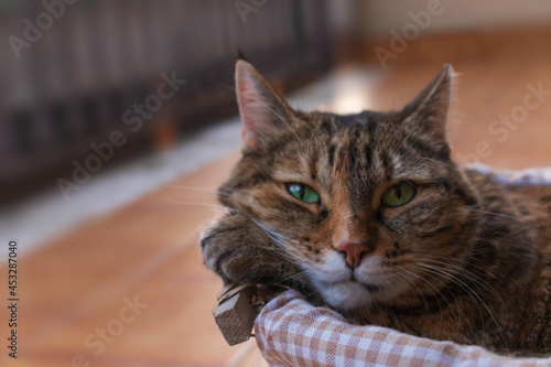 A tabby cat in a basket on a balcony looking at camera. Copy space.