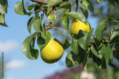 Growing pears on a tree in garden, natural light against blue sky.