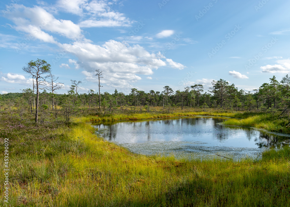 bog landscape with bog trees, lake, grass and moss. Cloud reflections on the surface of the lake, a step on the bog, autumn colors decorate the bog vegetation bog landscape with bog trees, lake, grass and moss. Cloud reflections on the surface of the lake, a step on the bog, autumn colors decorate the bog vegetation