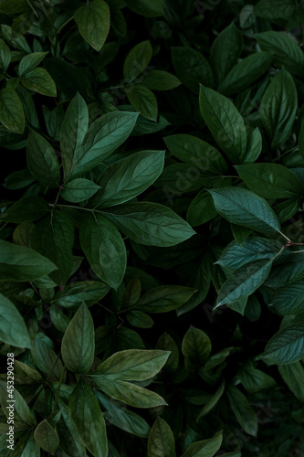 natural green leaves natural background © Екатерина Клищевник