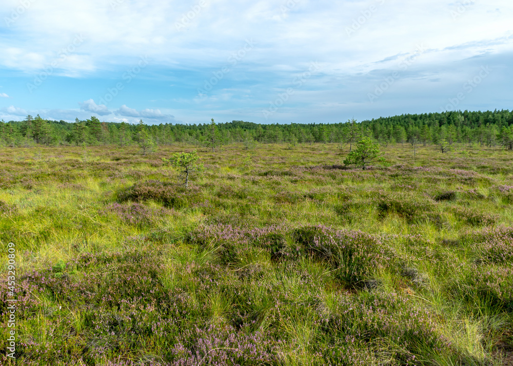 traditional bog landscape with bog trees, grass and moss, heather blooms, hike in the bog, autumn colors decorate the bog vegetation.Niedraju Pilkas swamp, Pale, Latvia