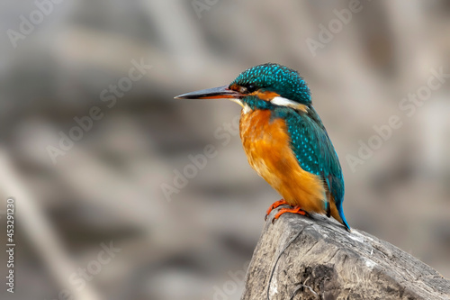 kingfisher perched on a log with blur or bokeh background