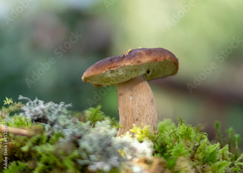 mushrooms on a natural background of moss and grass, autumn harvest time, mushroom collection in autumn, preparation of mushrooms for eating