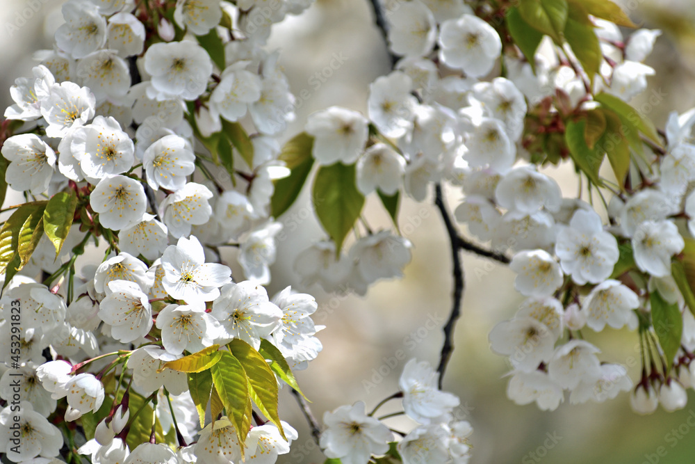 山桜 白い花アップ