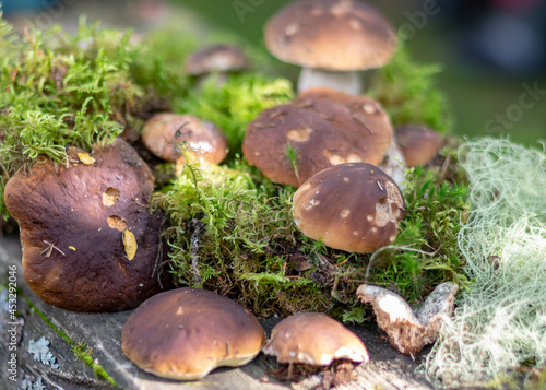 mushrooms on a natural background of moss and grass  autumn harvest time  mushroom collection in autumn  preparation of mushrooms for eating