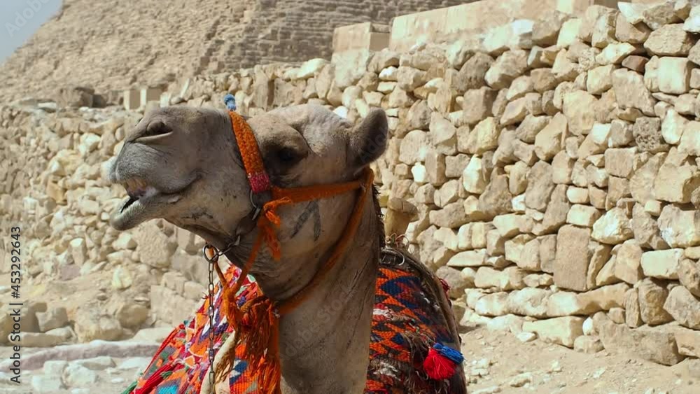 Closeup of a lying camel against of the Cheops pyramid. The camel has