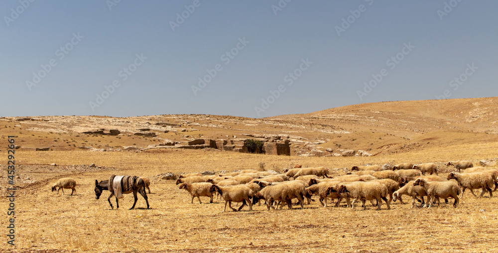 herd of sheep and a donkey grazing on the yellow steppes.