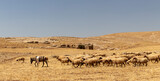 herd of sheep and a donkey grazing on the yellow steppes.